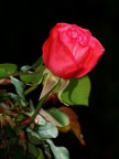 ROSA DI NOTTE ROSA DI NOTTE