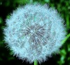 TARASSACO CRISTALLIZZATO