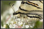 Farfalla Farfalla