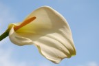 calla2 calla2