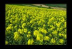 Ho provato a fotografare il vento Ho provato a fotografare il vento
