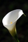 Bianco Calice Bianco Calice