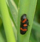 Black &amp; Red &amp; Green