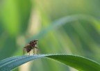 Scathophaga stercoraria da guardia