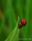 Coccinelle 206! Coccinelle 206!