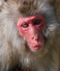 macaco macaco