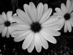 black&white black&white