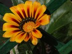 flowers 7 flowers 7