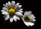 nero, bianco e giallo nero, bianco e giallo