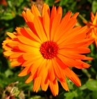 Fiore... Fiore...