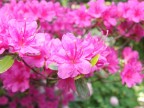 Pink sensations Pink sensations