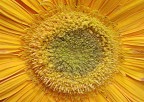 Il centro del Sole Il centro del Sole