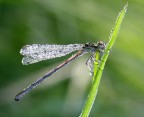 1° libellula del 2008 1° libellula del 2008