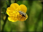 Yellow dream... Yellow dream...