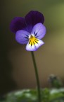 Viola Viola