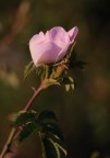 rosa selvatica rosa selvatica