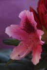 Rododendro Rododendro
