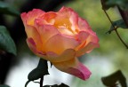 ROSA FRA LE QUINTE ROSA FRA LE QUINTE
