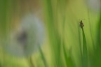 Cimice e soffione Cimice e soffione