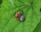 fine di una coccinella fine di una coccinella