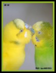 Un Bacio mosso ma appassionato..... Un Bacio mosso ma appassionato.....