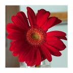 Flower Flower