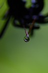 Drop - Reportage Drop - Reportage
