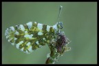Anthocharis cardamines Anthocharis cardamines