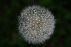..fuoco d'artificio.. ..fuoco d'artificio..