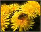 un mondo di giallo un mondo di giallo