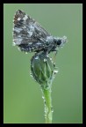 Pyrginae sp. Pyrginae sp.