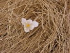 NIDO DI PRIMAVERA NIDO DI PRIMAVERA