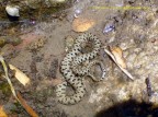 esemplare di Natrix natrix. Fondo della gravina di Laterza