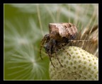 Aracnide Aracnide