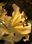 macro5 macro5