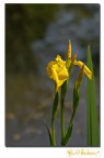 Fiore giallo Fiore giallo