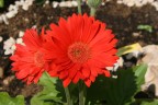 Gerbere