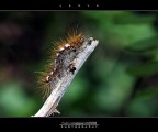 :: LARVA...