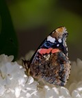 Vanessa Vanessa