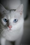 Cusmas'cat2 Cusmas'cat2