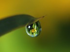 drop iris drop iris