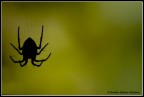 Macro-siluette Macro-siluette