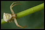 Thomisus onustus Thomisus onustus