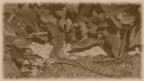 lucertola in fuga mi � piaciuta lidea della foto in bianco e nero seppia con cornice sfumata