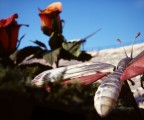 La farfalla e le rose La farfalla e le rose