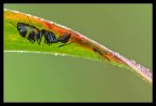 Lasius niger Lasius niger
