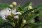 pistilli pistilli