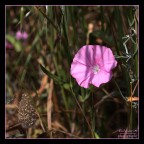 ..Primavera | ° (Dedicated To Cius).. ..Primavera | ° (Dedicated To Cius)..