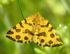 Leopardata
