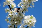 primavera primavera